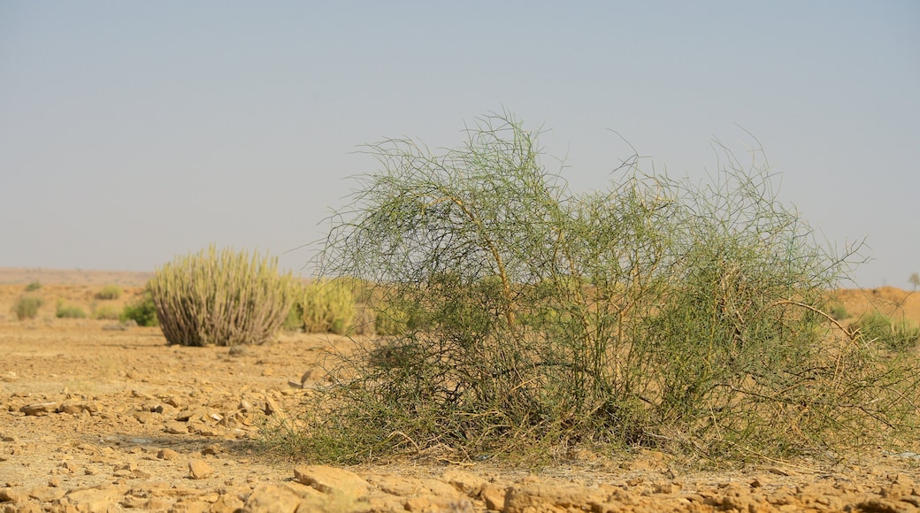 Desert National Park featuring desert views and tranquil scenes