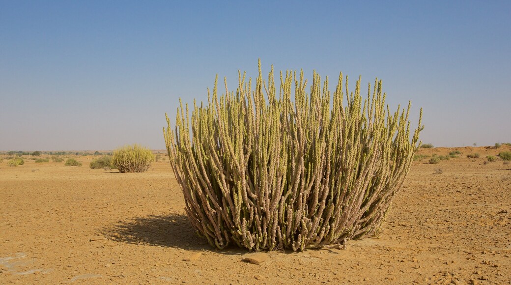 Desert National Park showing desert views and tranquil scenes