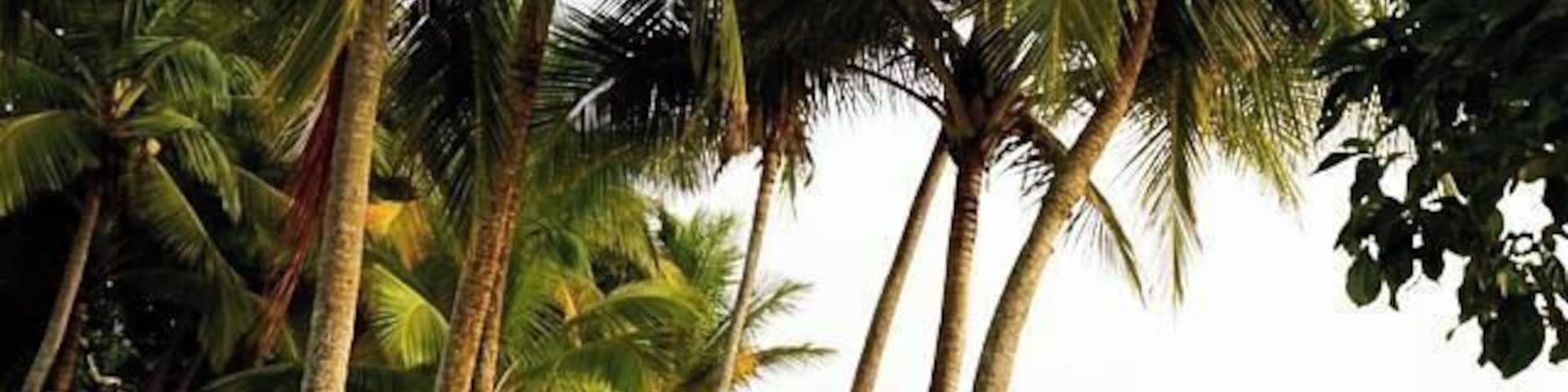 #Jaco #costarica #nature #palm #trees #beach