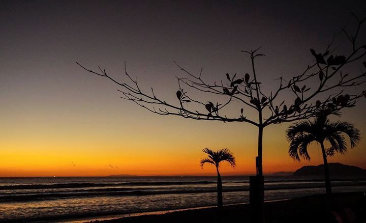 A sunset over the ocean with silhouettes of palm trees and a branch.