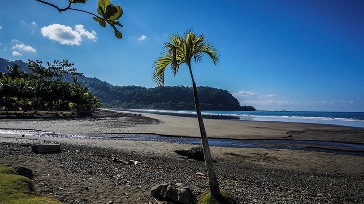 A beach with a palm tree, rocky shore, and a distant mountain.