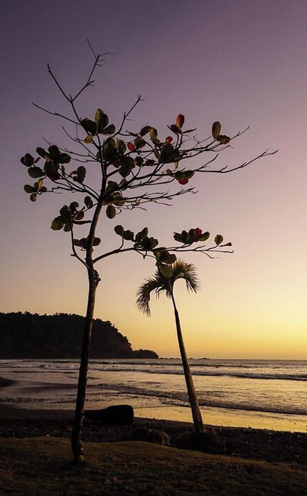 A beach with two palm trees silhouetted against a sunset sky.
