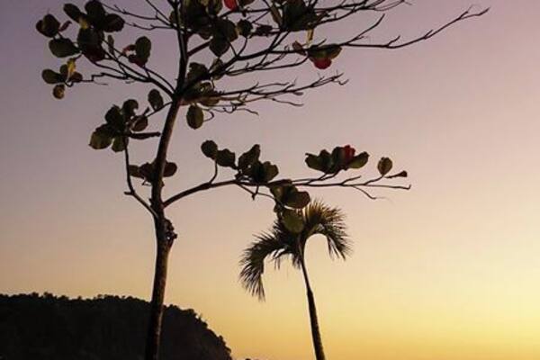 A beach with two palm trees silhouetted against a sunset sky.