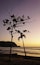 A beach with two palm trees silhouetted against a sunset sky.