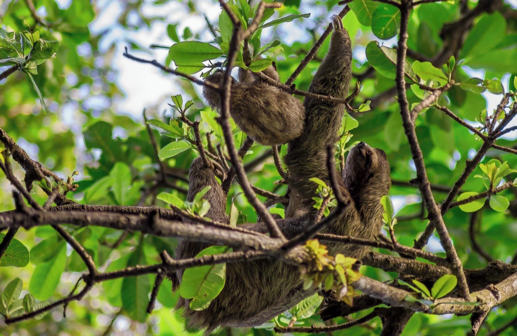 A sloth hanging from a tree branch surrounded by green leaves.