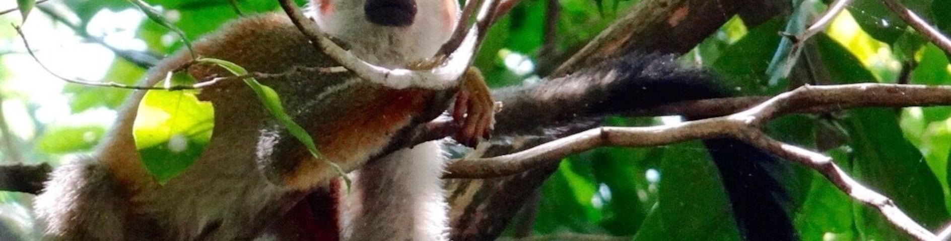 This hotel property has lots of wildlife. Here's a spider monkey that greeted us on our way to breakfast.