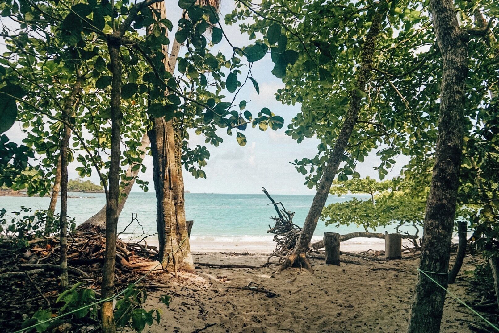 A beach with trees and a clear view of the ocean.