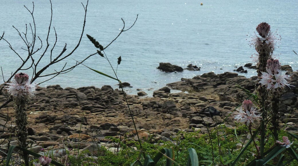 Yucca flaccida Saint-Philibert plage de Kervenest, Parc naturel régional du Golfe du Morbihan, commune du Morbihan, France.