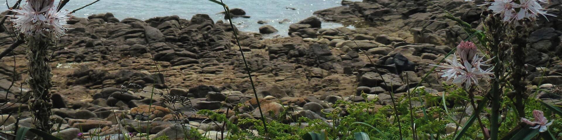 Yucca flaccida Saint-Philibert plage de Kervenest, Parc naturel régional du Golfe du Morbihan, commune du Morbihan, France.