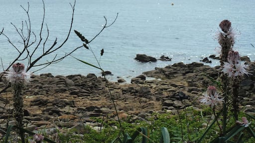 Yucca flaccida Saint-Philibert plage de Kervenest, Parc naturel régional du Golfe du Morbihan, commune du Morbihan, France.