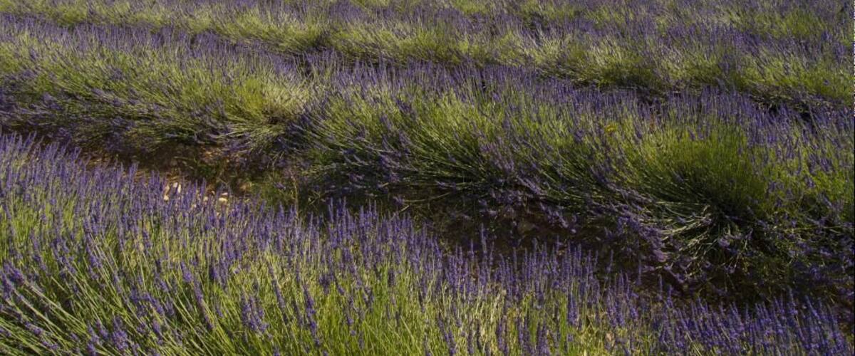A lavender field with a mountain in the background.