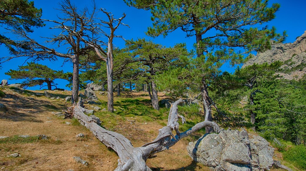 Col de Bavella - Gebirgspass auf Korsika