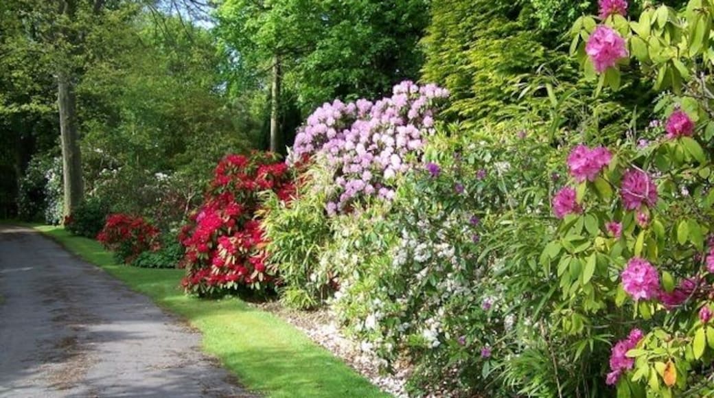 Driveway, Coles Garden Coles is probably best known for its rhododendrons and azaleas, which bloom during the month of May. In late spring, its a technicolour world of flowers, with huge banks of blooms in candy pink, magenta and white. These stunning 26-acre private woodland gardens are open on only a few dates each year.