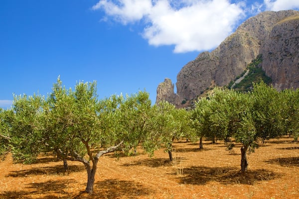 Trapani which includes tranquil scenes, mountains and farmland