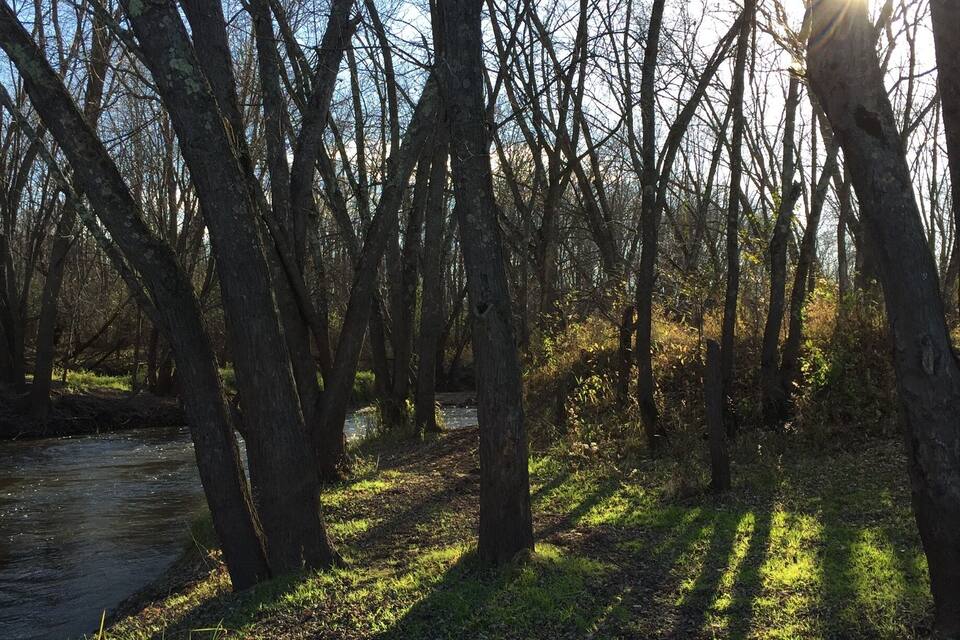 A forest with a stream, sunlight filtering through trees, and a clear sky.