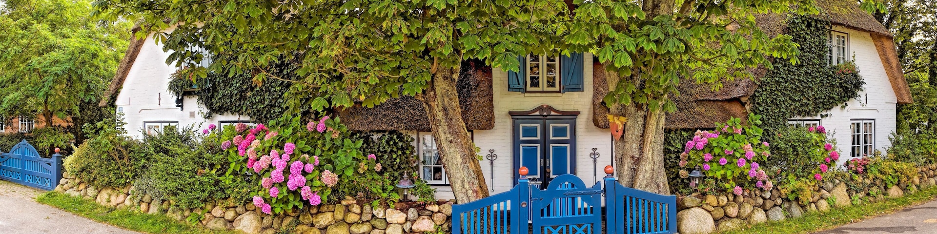 A white house with blue shutters, surrounded by a stone wall and pink hydrangea bushes.