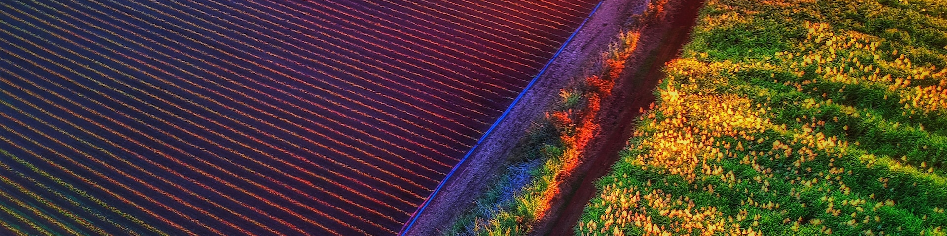 Bundaberg crop tapestry at sunrise, Shutterstock ID 1381819301, Purchase Order: -