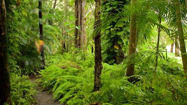 ハーヴィー ベイ 表示 森林の風景 と 庭園