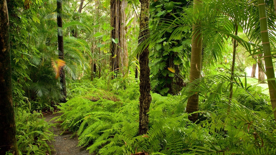 Hervey Bay featuring forests and a garden