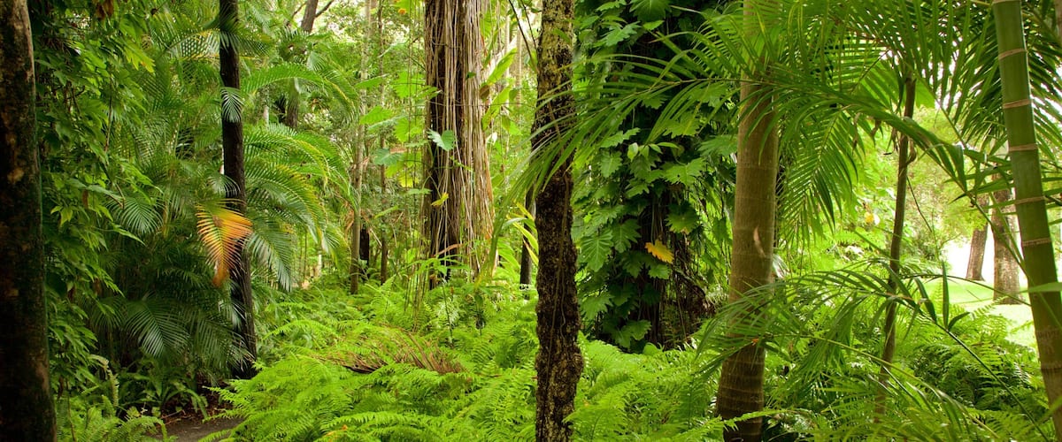 A dense forest with lush green ferns and tall trees.