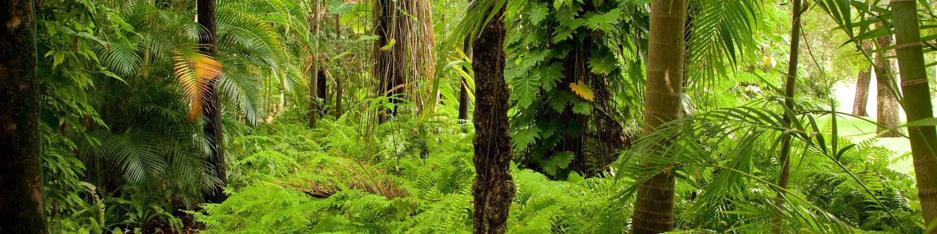 A dense forest with lush green ferns and tall trees.