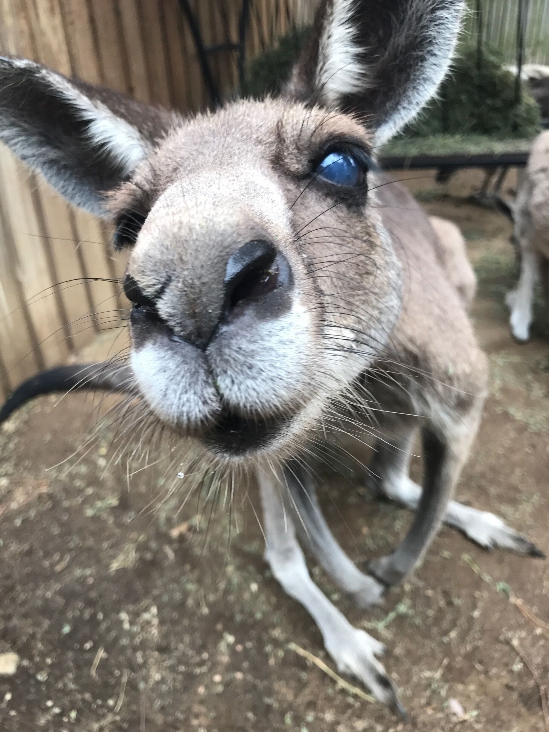 The Australian kangaroo up close and personal on the Gold Coast in Queensland