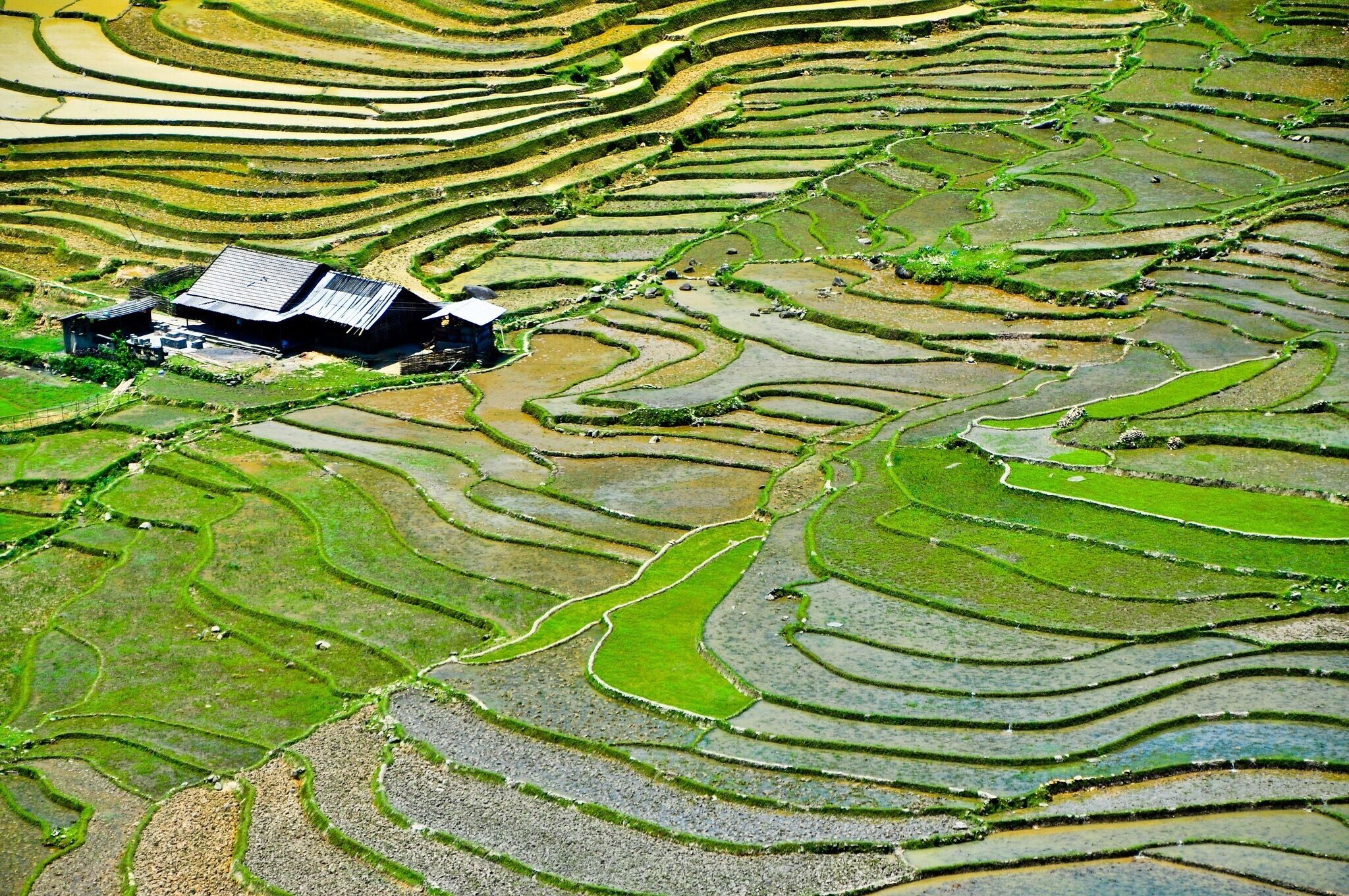 Terraced rice fields with a small building.
