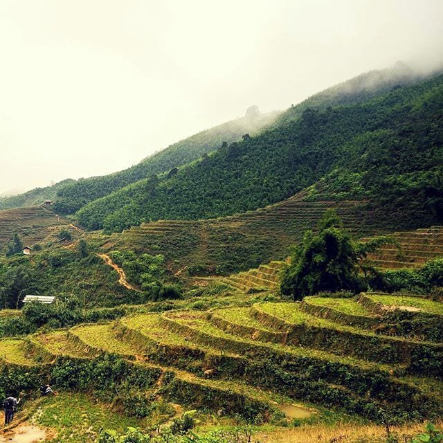 Rice fields in Sapa in northern Vietnam. What an incredible scenery! #Ricefields #Nature #Vietnam #Sapa 