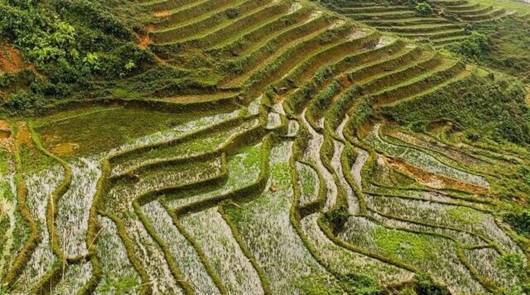 Trekking around beautiful rice terraces in Vietnams Sapa region was a blast! #travel #sapa #vietnam #wanderlust #worldtravel #twohobos #natgeo #trekking #TroveOn #traveltheworld #asia #sea #seasia #igtravel #ourdoors #explore #adventure #nature #TroveOn