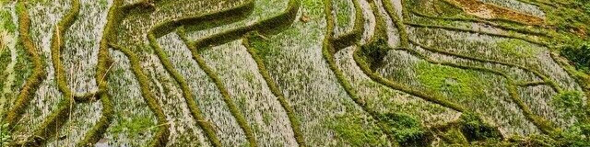 Trekking around beautiful rice terraces in Vietnams Sapa region was a blast! #travel #sapa #vietnam #wanderlust #worldtravel #twohobos #natgeo #trekking #TroveOn #traveltheworld #asia #sea #seasia #igtravel #ourdoors #explore #adventure #nature #TroveOn