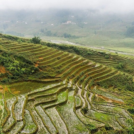 Trekking around beautiful rice terraces in Vietnams Sapa region was a blast! #travel #sapa #vietnam #wanderlust #worldtravel #twohobos #natgeo #trekking #TroveOn #traveltheworld #asia #sea #seasia #igtravel #ourdoors #explore #adventure #nature #TroveOn