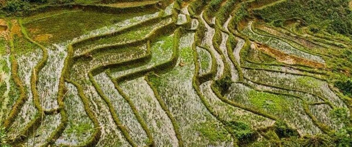 Terraced rice fields on a hillside.