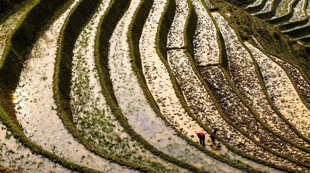 Terraced Fields #localgem in Ta Van Village, Lao Cai