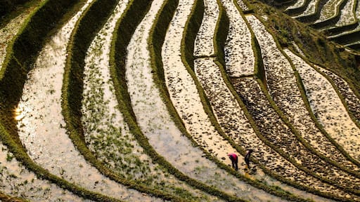 Terraced Fields #localgem in Ta Van Village, Lao Cai