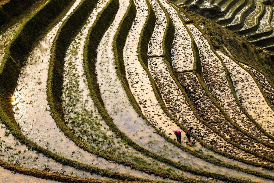 Terraced Fields #localgem in Ta Van Village, Lao Cai