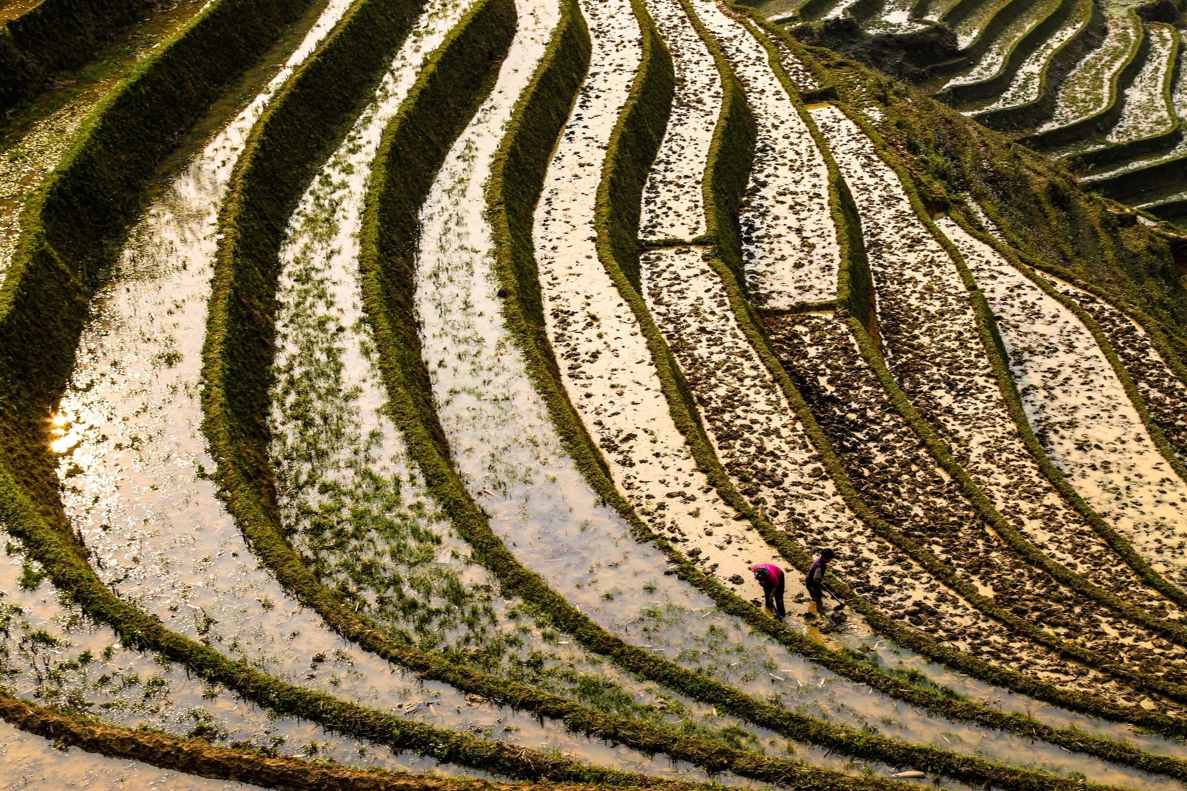 Terraced rice fields with a person working in the lower right corner.