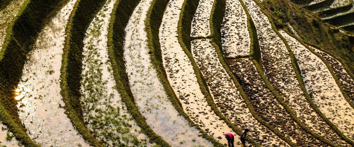 Terraced rice fields with a person working in the lower right corner.