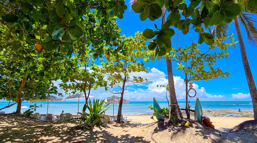 Una playa con palmeras, sillas de playa y tablas de surf.