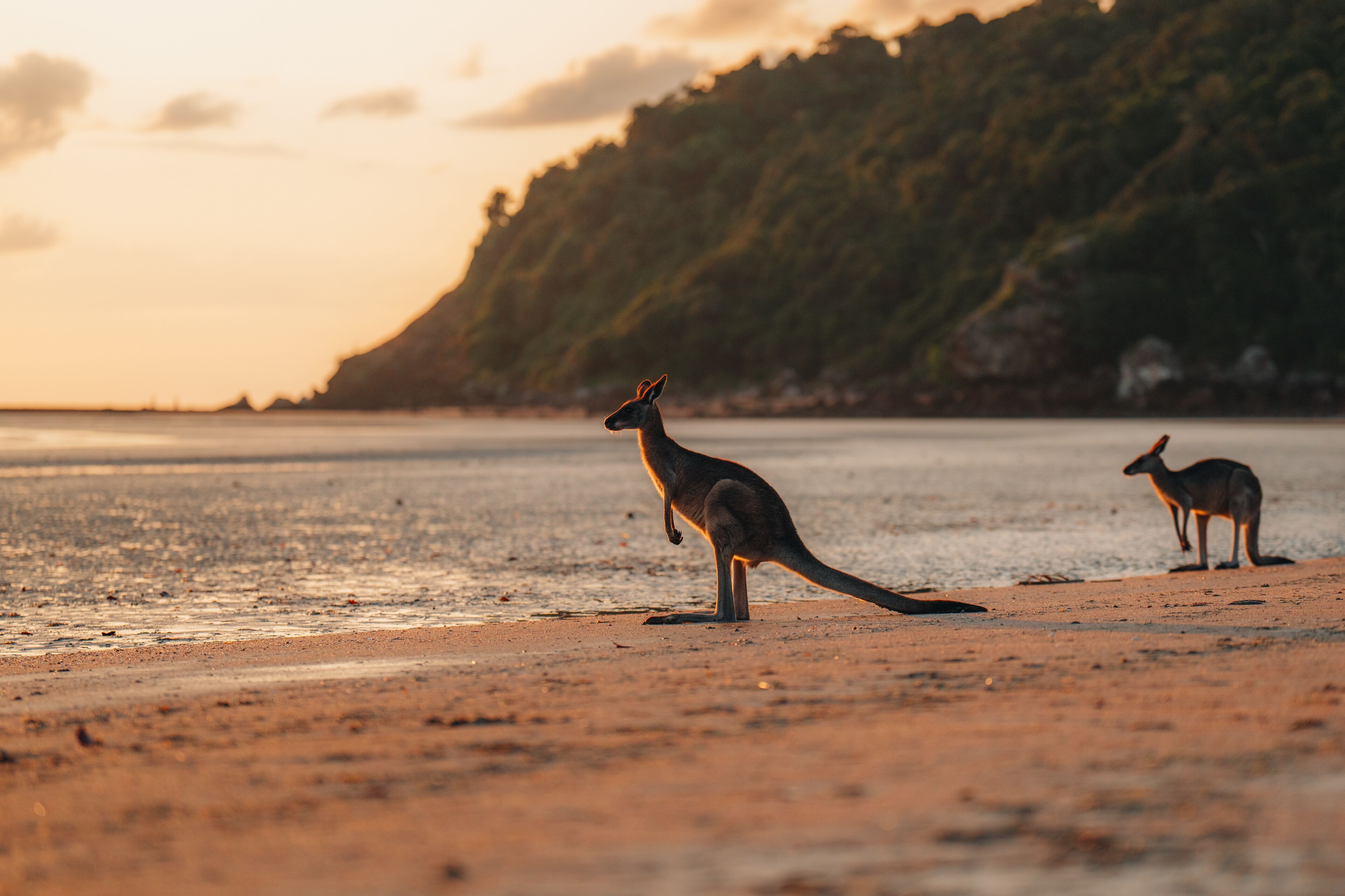 Two kangaroos on a beach with a forested hill in the background.