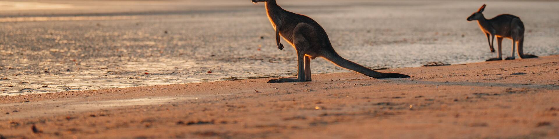 Two kangaroos on a beach with a forested hill in the background.