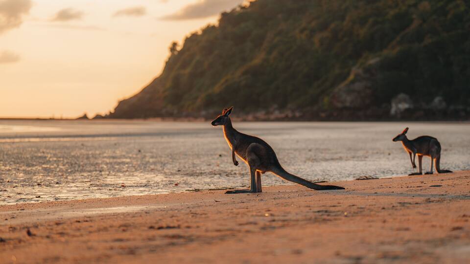 Two kangaroos on a beach with a forested hill in the background.