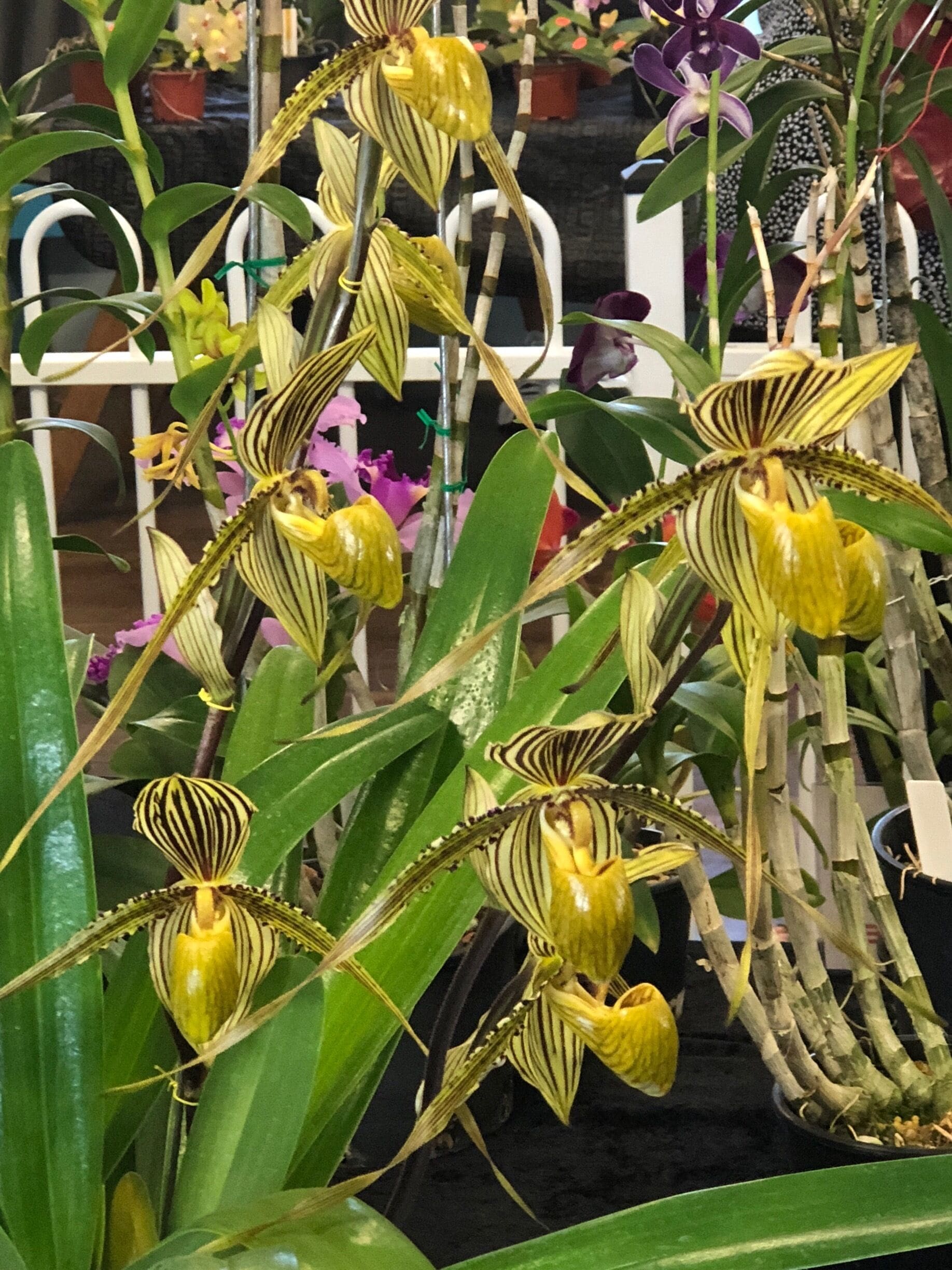 A delightful display of various orchids in Mackay Queensland