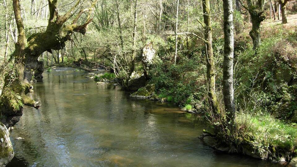 A calm river flowing through a forest with moss-covered trees and a small bridge.
