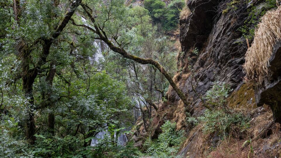A dense forest with a rocky cliff and a waterfall.