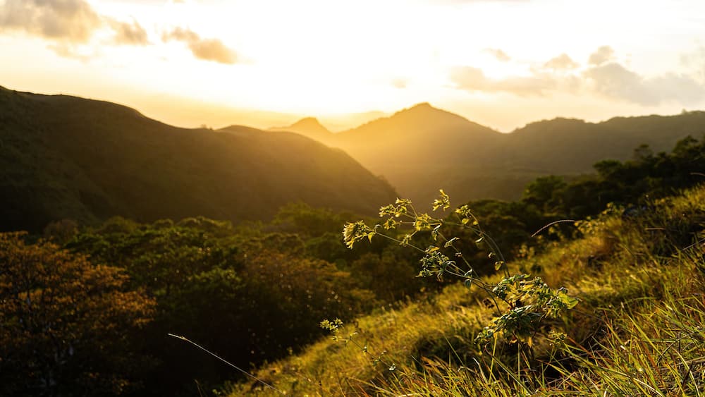 A mountainous landscape with a plant in the foreground and a sunset in the background.
