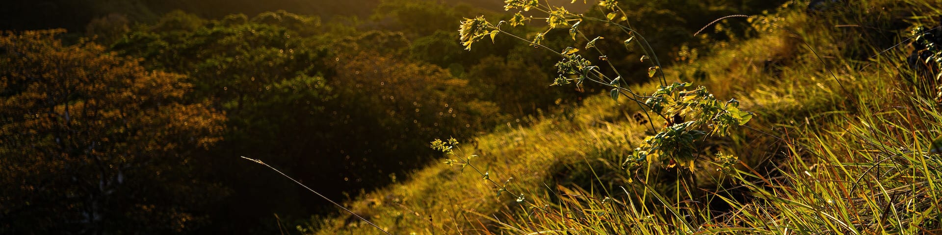 A mountainous landscape with a plant in the foreground and a sunset in the background.