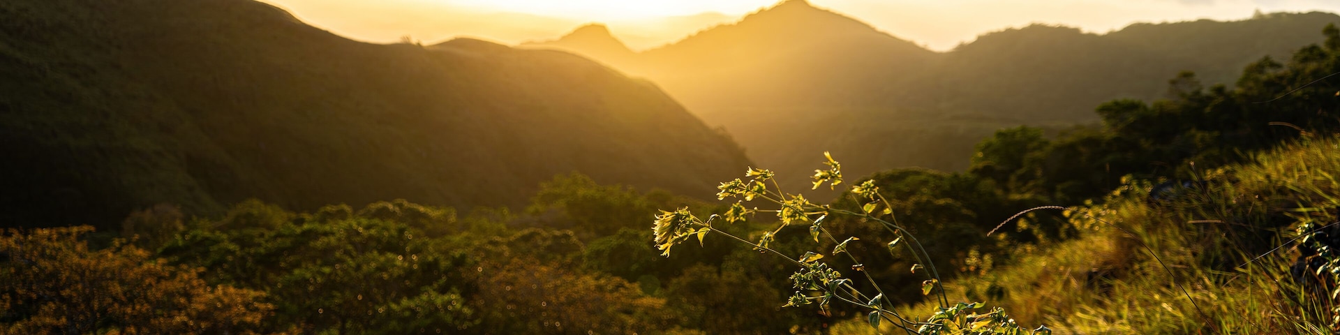 Paisaje montañoso con una planta en primer plano y un atardecer al fondo.
