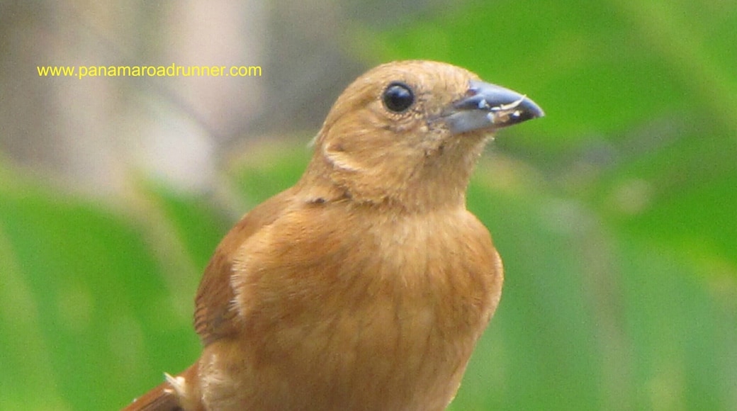 This little bird in El Valle stopped at the orchid sanctuary to feed on some cracker crumbs on a table and was kind enough to pose long enough for a photo!