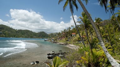 Palm trees forest and houses in Isla Grande shore. Colon province, Panama, Caribbean, Central America.
