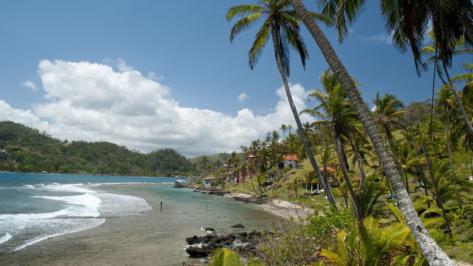 A tropical beach with palm trees, a clear blue sky, and a hilly landscape in the background.